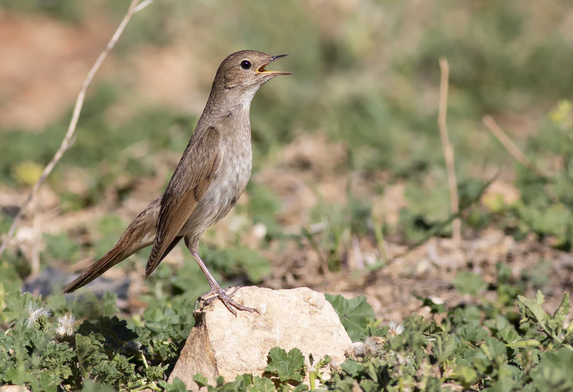 Thrush Nightingale